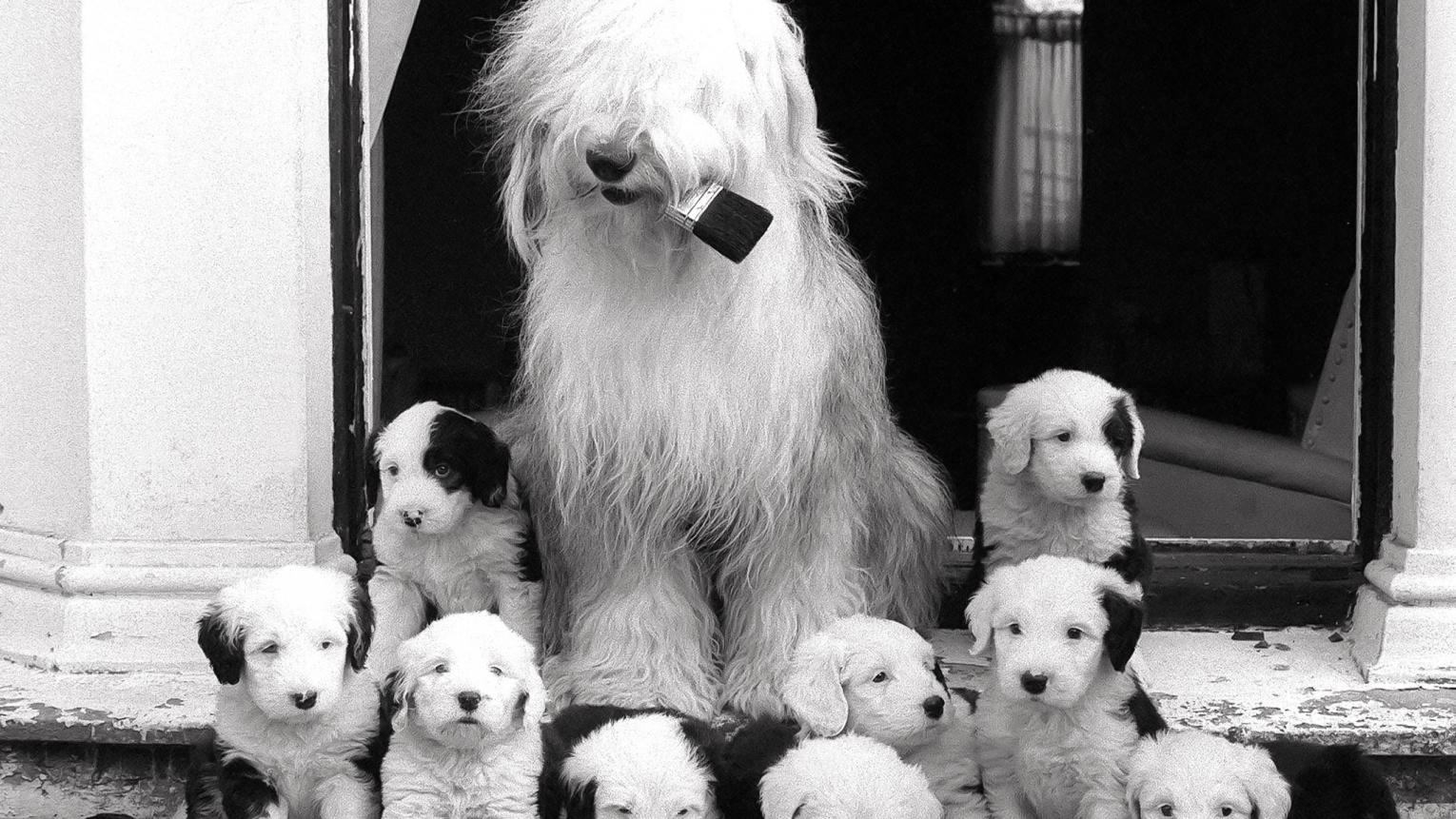 what breed of dog is the dulux dog